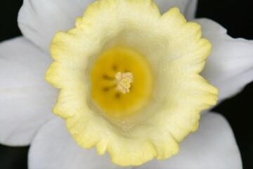 Canvas Print - yellow daffodil (Narcissus tazetta) flower blossom on black background