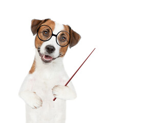 Poster - Smart Jack russell puppy wearing eyeglasses and graduation hat points away on empty space. isolated on white background