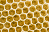 Fototapeta  - Pszczoła miodna w gnieździe. Jajeczka pszczoły miodnej. Larwy pszczoły miodnej. Pszczoła miodna na plastrze. Pszczoły opiekujące się larwami w ulu.  