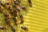 pszczoła, miód, miodna, plaster, wosku, karmiące, mleczko, pszczele, ul, pszczelarz, naturalne, pasieka, pszczelarstwo, bartnictwo, wielkoposi, węza pszczela, węza, w ulu, w pasiece, na plastrze, miód