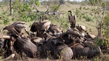 White Backed Vultures Feeding On An Elephant Carcass