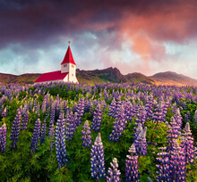 Attractive Summer View Of Vik I Myrdal Church Surrounded By Blooming Lupine Flowers In Vik Village. Hreat Sunrise In Iceland, Europe. Traveling Concept Background..