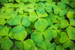 Wood sorrel background, green foliage in forest floor