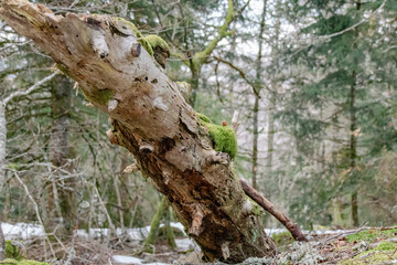 Poster - tree trunk with moss