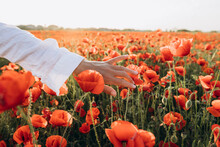 Hand Of Woman Touching Red Flower In Field