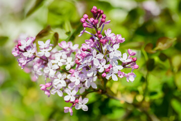 Wall Mural - Close-up lilac flowers at spring. Selective focus with shallow depth of field.