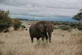 słoń afrykański 