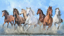 Horses Running On Beach Through Sea Water	