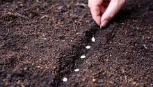Hand Sow Vegetable Seed On Soil, Close Up, Copy Space. Agriculture, Organic Garden And Ecology