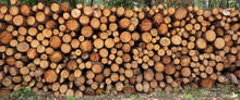 Timber Storage, Tree Log Stack Background. Firewood Stock In Forest. Round Trunk Cut In Sawmill