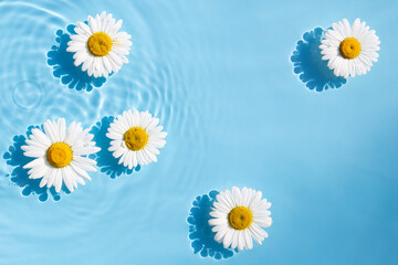 Chamomile flowers are floating, stains from a drop on the water. Top view, flat lay