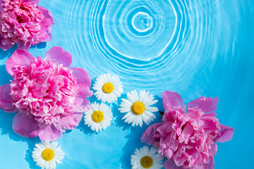 Wall Mural - Beautiful chamomile flowers and peonies floating on the water on a blue background. Top view, flat lay