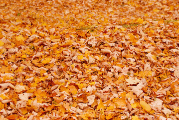 Wall Mural - Decoration of the earth from autumn leaves