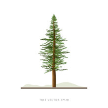 Pine Tree Vector Illustration Isolated On White Background