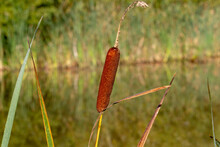A Single Flowering Bull-rush (Typha Species) Isolated Over Water With A Riverbank In The Background