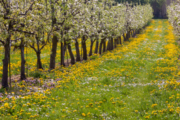 Wall Mural - Obstbaumplantage und Blumenwiese, Pfalz