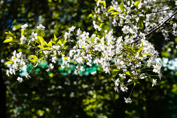 Wall Mural - white blossoming twig of cherry tree and dark green foliage on background on sunny spring day