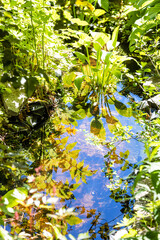 Poster - deep puddle with green shrub twigs reflected on water surface in overgrown forest clearing on sunny summer day