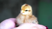 Yellow-brown Chick Chick Sitting In Arms Turning Its Head One-week-old Chick