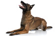 side view of eager belgian shepherd looking up and panting