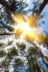 Poster - Coniferous forest, old trees with the sun shining through the crown