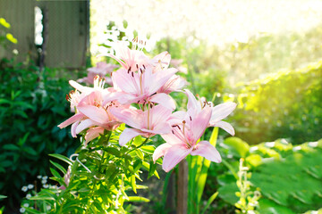 Canvas Print - Beautiful lily flower on a background of green leaves. Lily flowers in the garden.