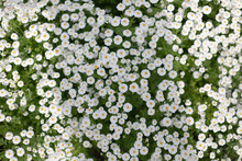Close-up Of Camomile Bush . Texture. Background.