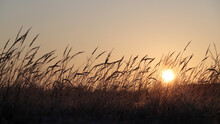 Grass Beautiful At Summer Sunset And Soft Focus. Selective Focus.