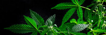 Blooming Cannabis Plants Panoramic Banner On A Black Background. Growing Marijuana For Medicinal Purposes