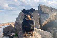 A Small Black Dog On The Rocks By The Sea