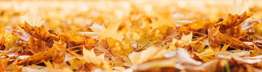 Wall Mural - Fall banner. Beautiful autumn yellow and red foliage in golden sun. Falling leaves natural background landscape. copy space, selective focus. Full frame