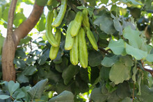Carob Tree , Fresh Green Carob Berries Carob Healthy Food, Ceratonia Siliqua (carob)
