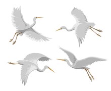 Flying Heron Birds