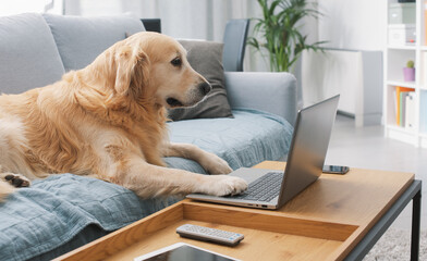 Wall Mural - Funny dog using a laptop at home