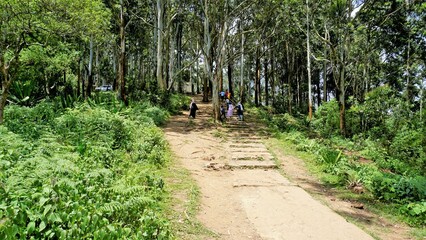 Wall Mural - Tourists hiking in ooty to enjoy the sightseeing place Needle Rock view point or suicide point. Best hiking place covered with mist, natural forest and mountain landscape.