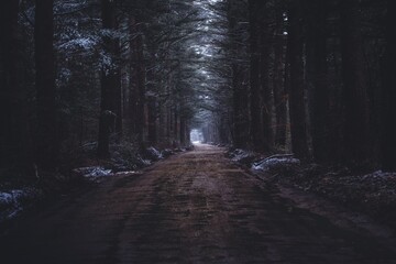 A narrow muddy road in a dark forest