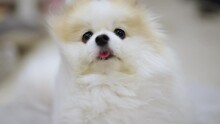 Relax White Pomeranian Dog Sitting On Pillow Laying Down With Wind Blow His Fur Comfortable Feeling At Home