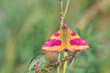 Motyl sudamek szczawiak latem na łące