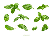 Fresh Green Organic Basil Leaves Isolated On White Background Close-up. Ingredient, Spice For Cooking. Basil Collection For Design, Packaging, Advertising, Fragrant Spicy Plant