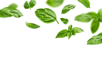 Wall Mural - Food levitation concept. Fresh green organic basil leaves flying on white background. Basil leaves isolated. Ingredient, spice for cooking. Creative layout with basil, fragrant spicy plant