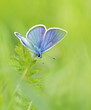 Blue butterfly in nature. Nice, sweet butterfly in grass. Modern color photo. Macro photo from wild.