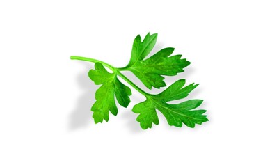 Poster - Parsley herb green leaf on the desk