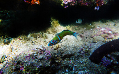 Wall Mural - Green male ornate wrasse fish in Mediterranean sea - Thalassoma pavo