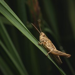 Wall Mural - Selective focus shot of a brown grasshopper on grass blades