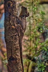 Sticker - Selective of a lizard on a tree