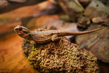 Canvas Print - Selective of a lizard on a rock