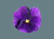 Flowering viola plant.