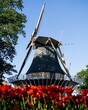 Vertical shot of red tulips field with a windmill background, Amsterdam, Netherlands