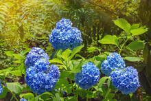 Beautiful Blue Flowers Of Hydrangea ( Hydrangea Macrophylla ) In Park  On Sunny Summer Day
