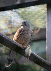 Wall Mural - Beautiful shot of a common kestrel sitting on a tree